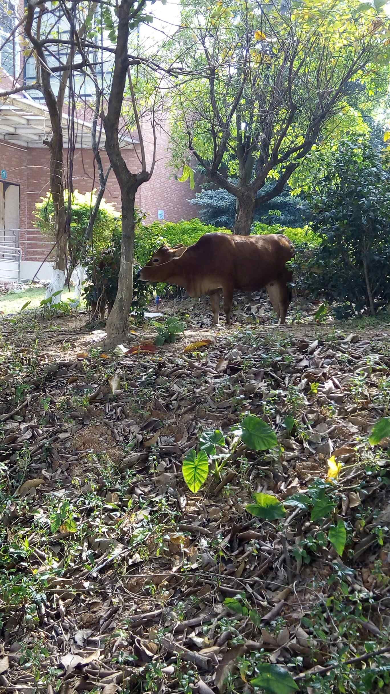 捕食 朱巴利鱼苗 第3张