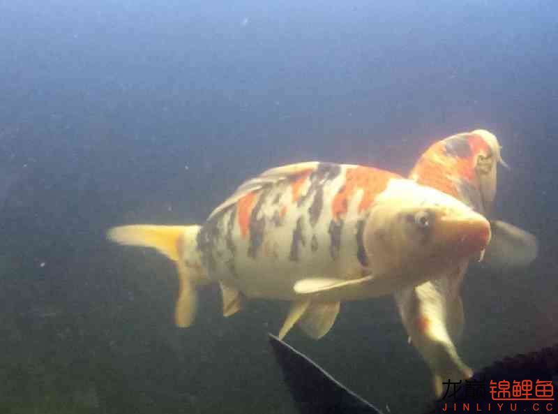 新进2条昭和看下土炮 水族维护服务（上门） 第5张