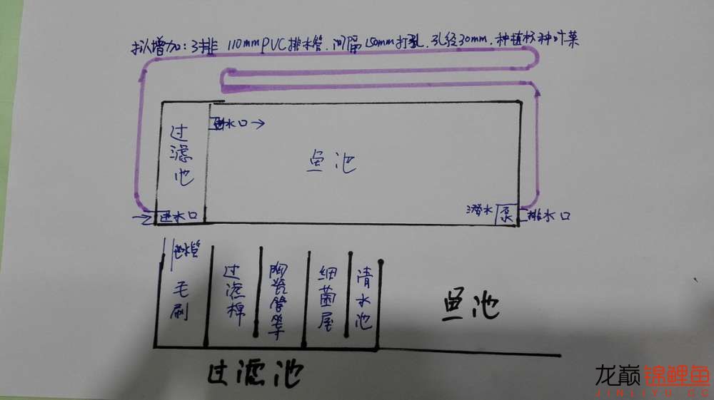 鱼菜共生准备开工216 观赏鱼鱼苗 第4张