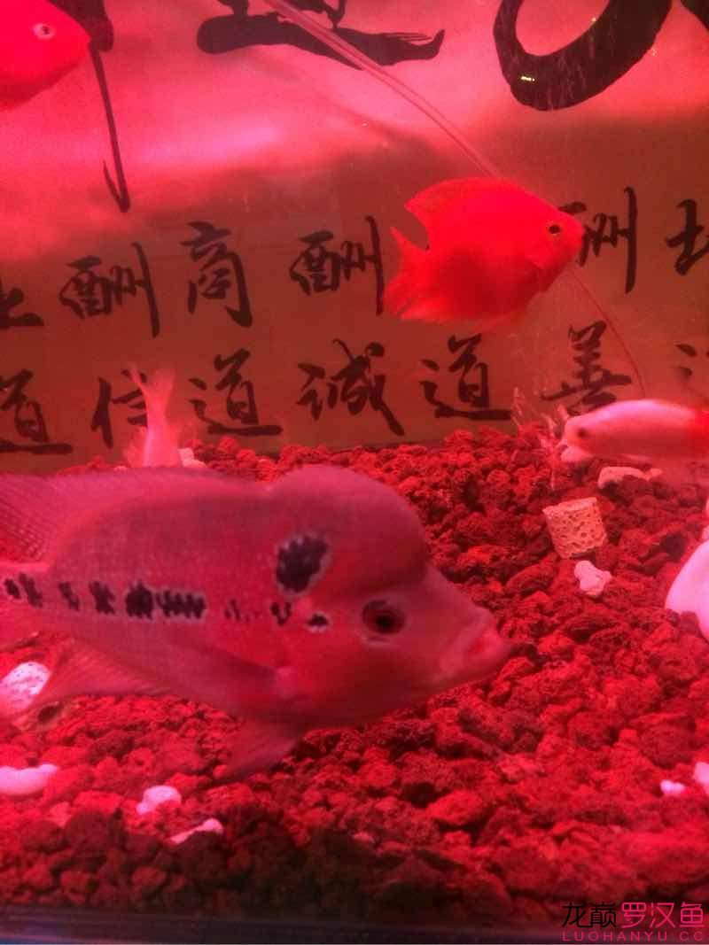 跪求 鱼缸/水族箱 第5张