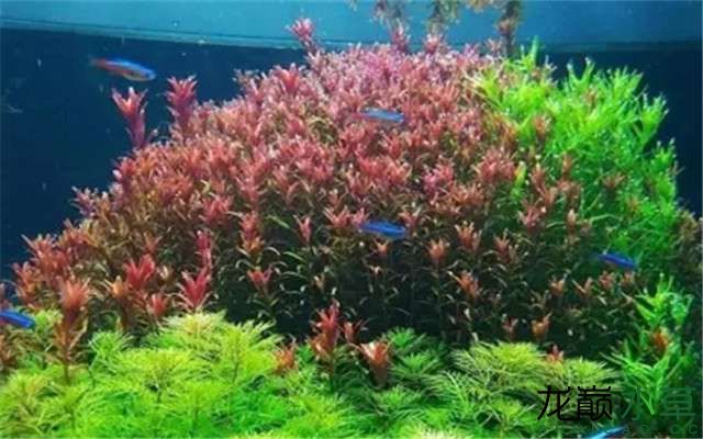 春天就要来了缸里万紫千红总是春 其它水族用具设备 第16张