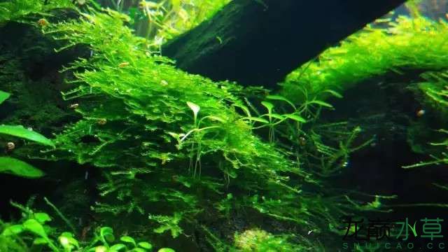 春天就要来了缸里万紫千红总是春 其它水族用具设备 第18张