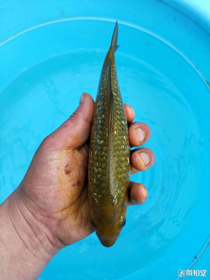 没错就是便宜 鱼缸等水族设备 第2张