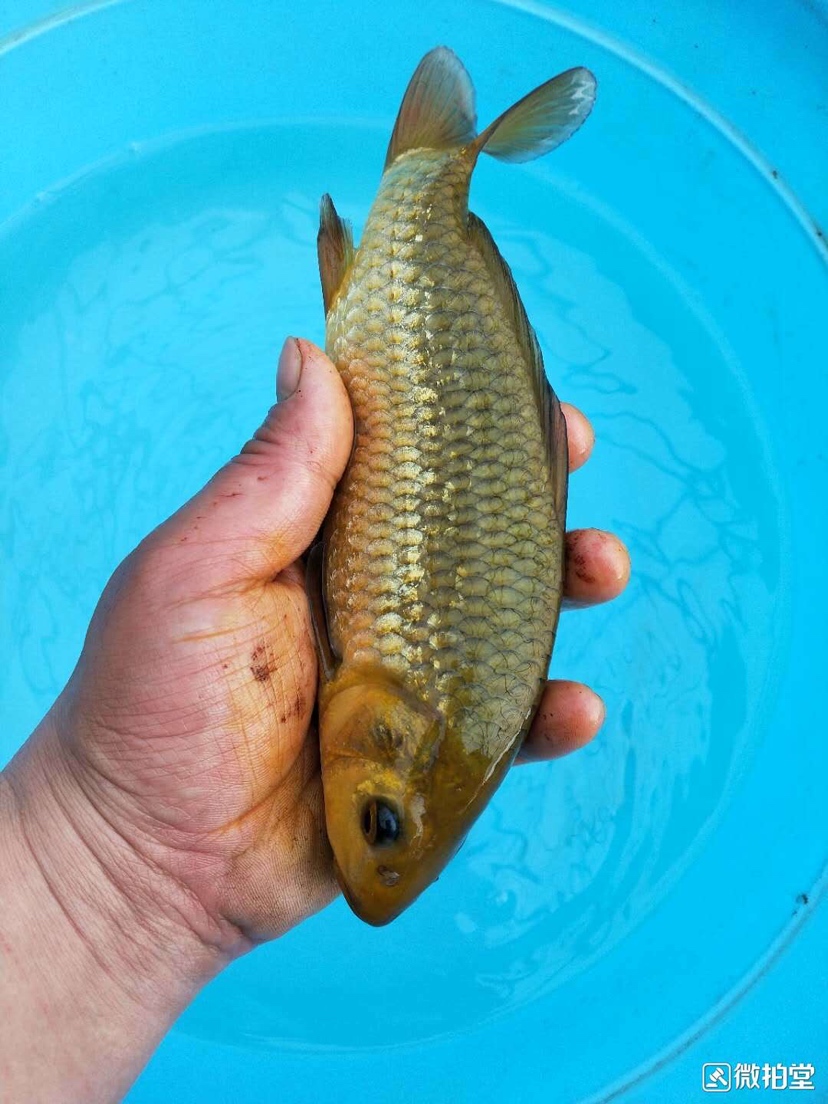 没错就是便宜 鱼缸等水族设备 第3张