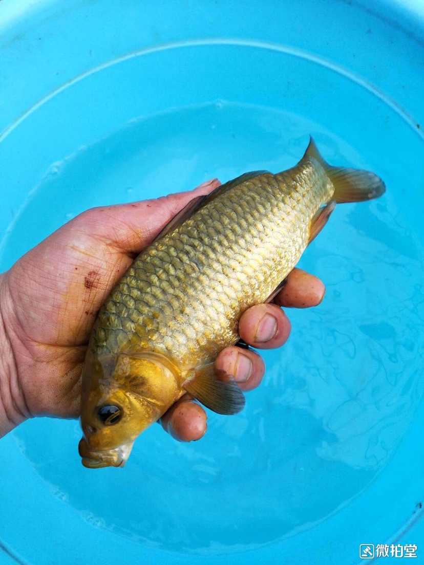 没错就是便宜 鱼缸等水族设备 第4张