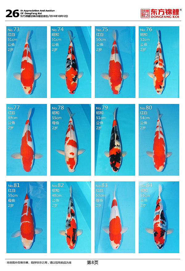 10月12日星期日北京东方锦鲤2014年秋季拍卖会上的一些鱼照片 黑水素 第8张