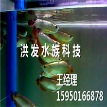 求大神看看是哪个鱼厂的 水族灯（鱼缸灯） 第3张