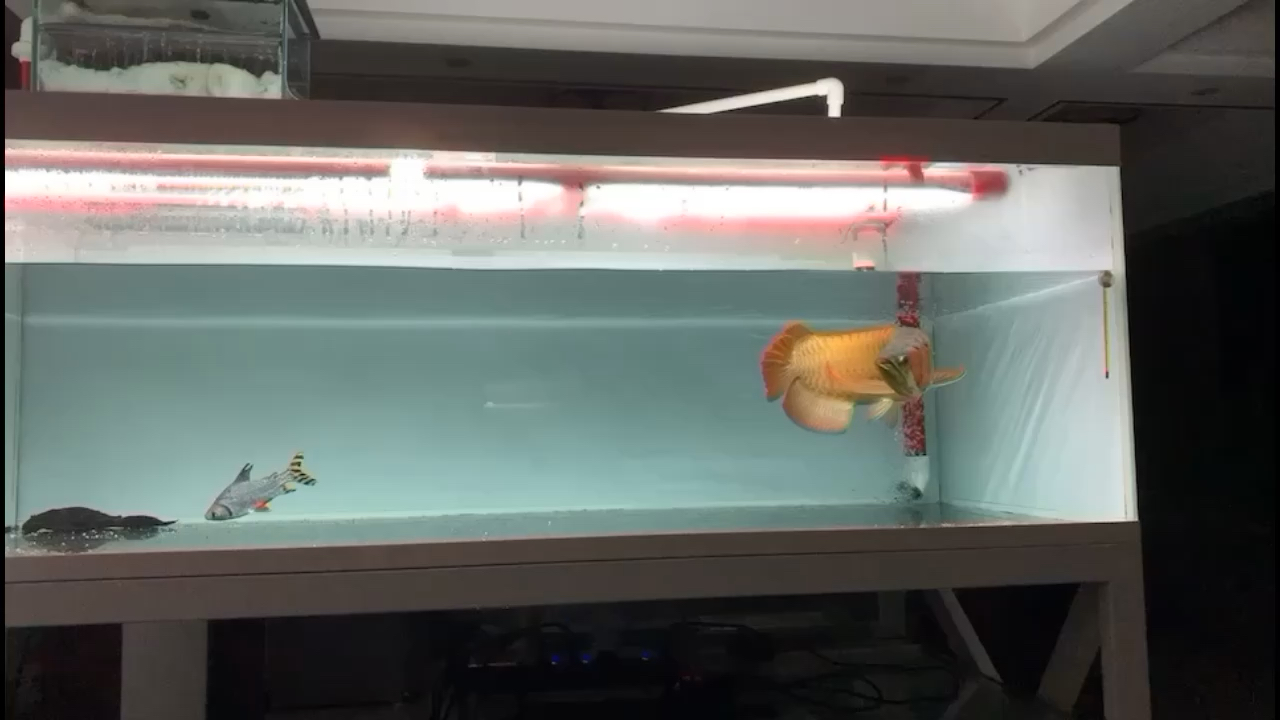 绍兴水族馆我的RSK限量毒椒