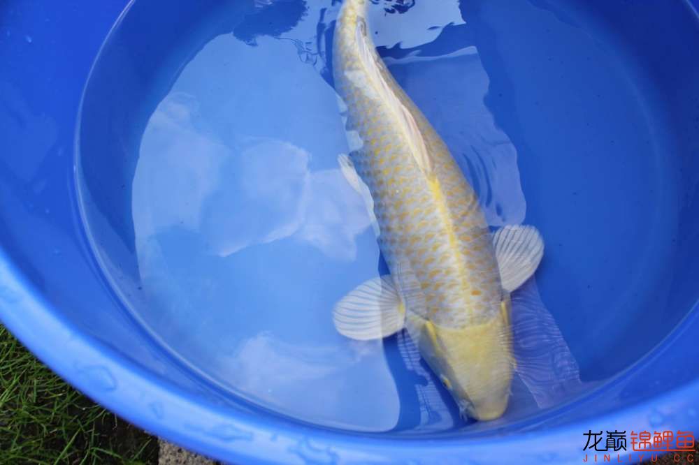 泉州水族馆肥美