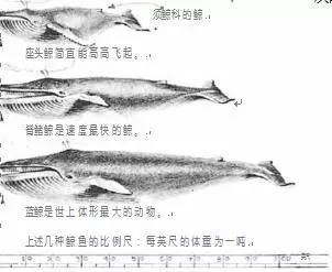 最近都喜欢这些怪怪的感觉 红眼黄化幽灵火箭鱼|皇家火箭鱼 第7张