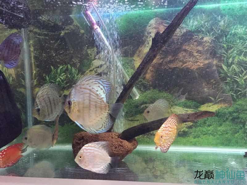 自制沉木造景 白子银版鱼苗 第3张