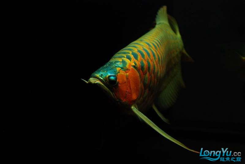 长春水族馆这厮胸鳍是真长 粗线银版鱼 第5张