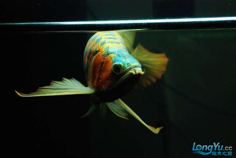 长春水族馆这厮胸鳍是真长 粗线银版鱼 第11张