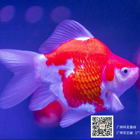 大兴安岭水族馆日景 观赏龟/鳖饲料 第3张