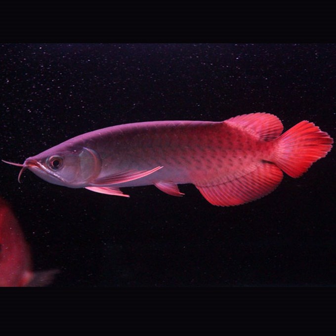 宿迁水族馆我觉得最好的三湖灯还是不开灯 帝王血钻鱼 第3张