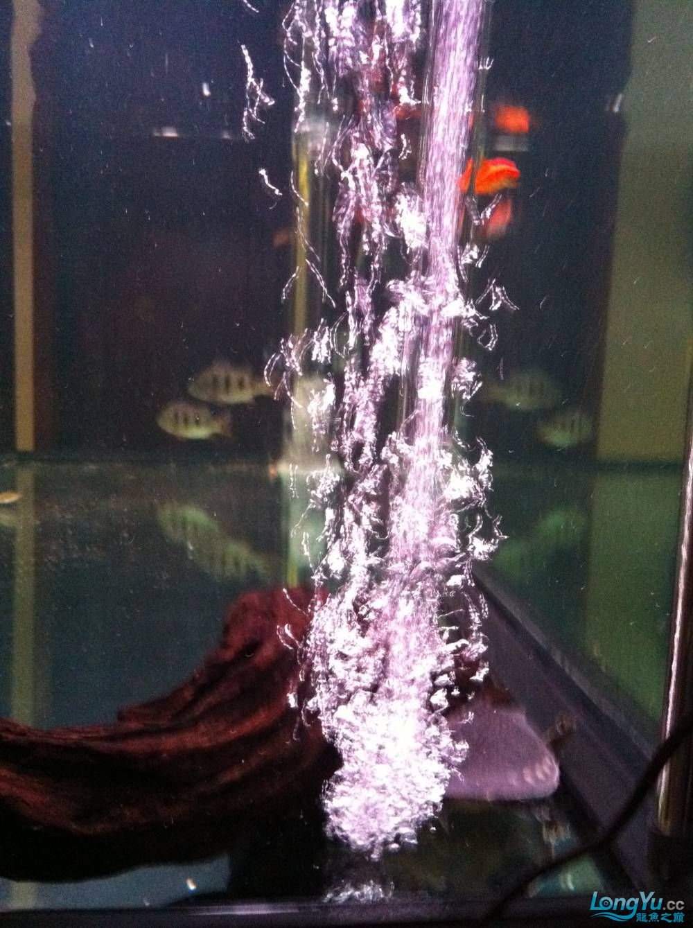 鱼缸自动增氧停电后防止水回流简单无噪音 银龙鱼苗 第10张