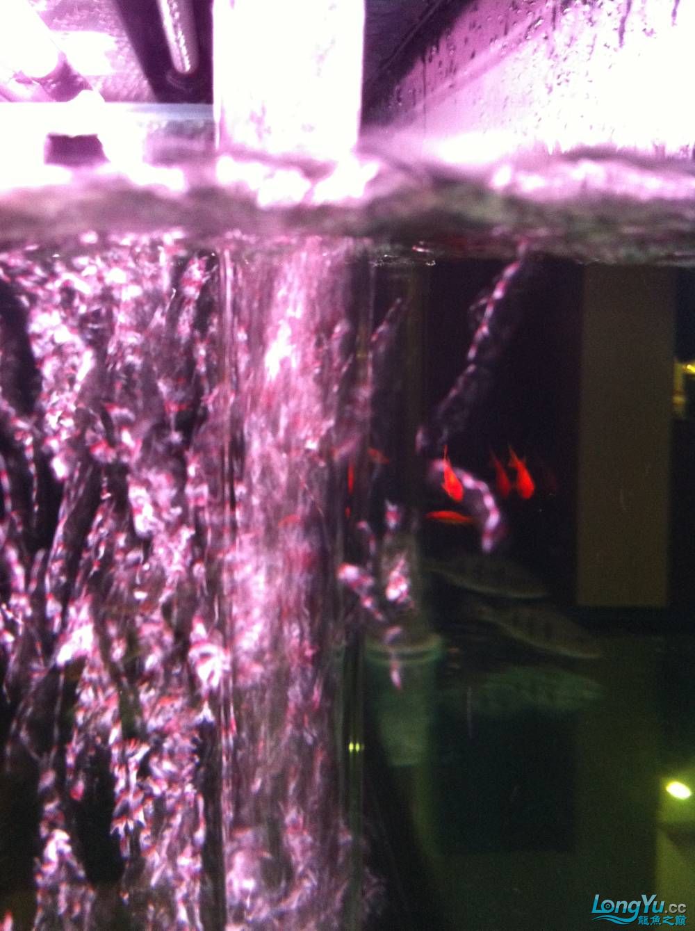鱼缸自动增氧停电后防止水回流简单无噪音 银龙鱼苗 第12张