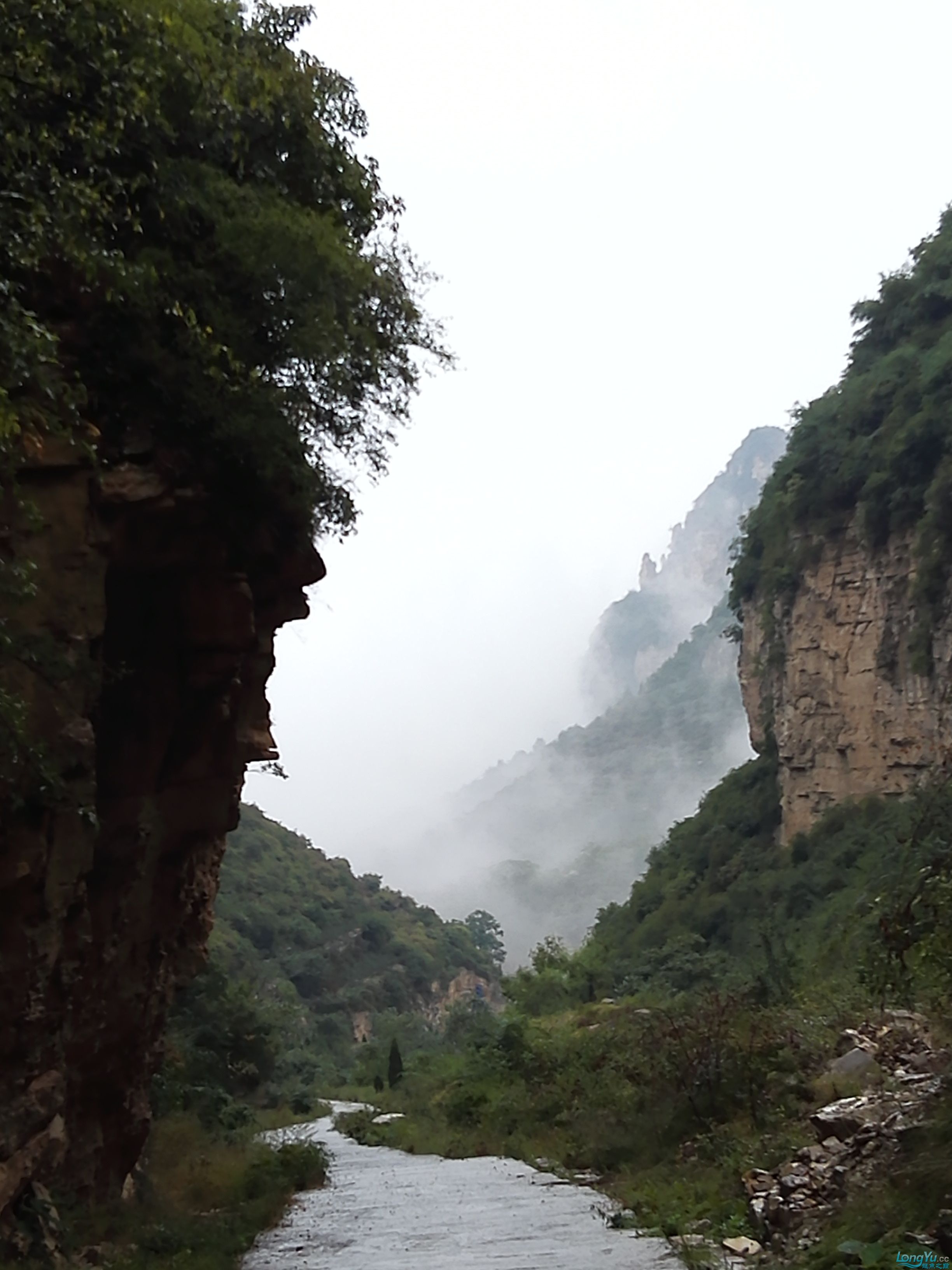 问大师这个照片能造景吗？ 飞凤鱼 第4张