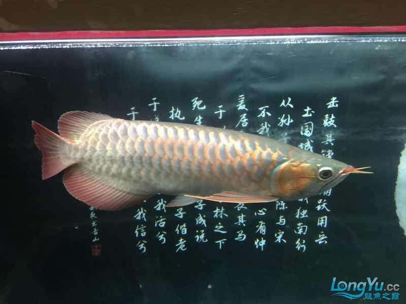 克孜勒苏柯尔克孜自治州水族馆一歩一脚印 观赏虾蟹等饲料 第4张