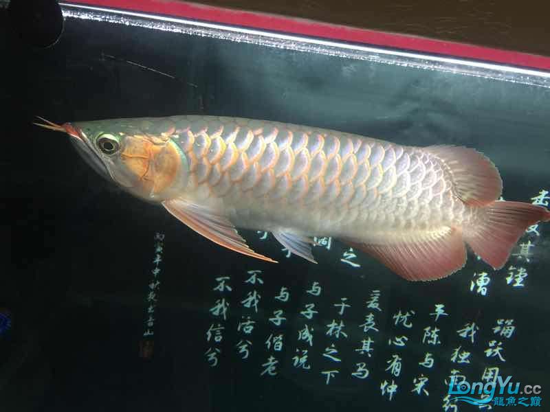 克孜勒苏柯尔克孜自治州水族馆一歩一脚印 观赏虾蟹等饲料 第5张