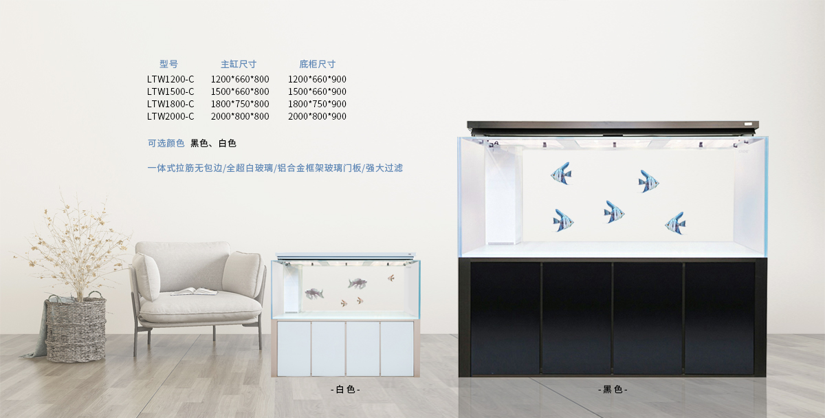 塔城观赏鱼市场彩鲽水族2021年初全系列产品展示 观赏鱼市场（混养鱼） 第12张