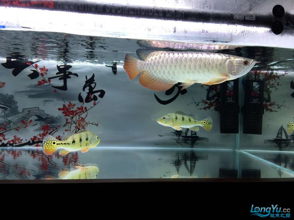 攀枝花水族馆小龙三个月的转变真的很大 女王大帆鱼 第11张