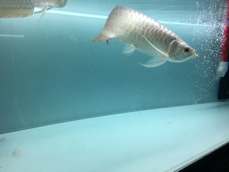 萍乡水族馆入缸纪念 杰西卡恐龙鱼 第4张