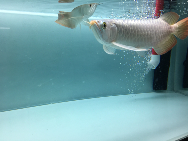 萍乡水族馆入缸纪念 杰西卡恐龙鱼 第6张