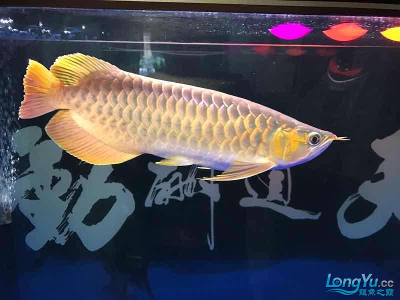 朝阳水族馆5个月的红龙 皇冠黑白魟鱼 第8张