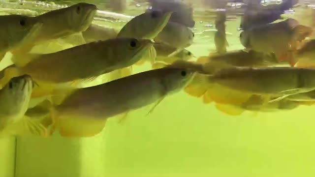 宿州水族馆粘鱼缸气泡问题 马拉莫宝石鱼 第1张