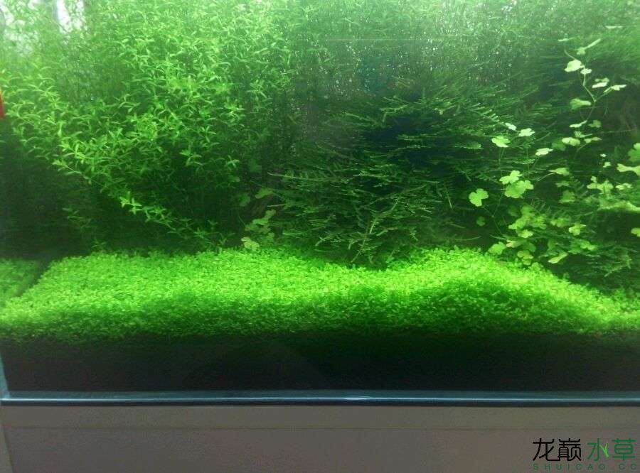 保山水族馆已出自养水草爬地量大 水草 第2张