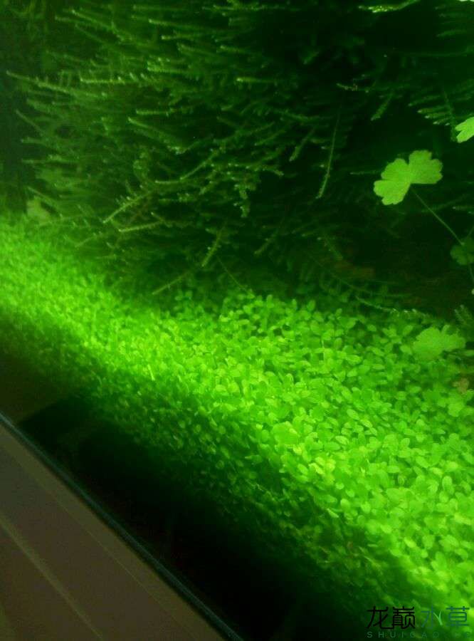 保山水族馆已出自养水草爬地量大 水草 第4张