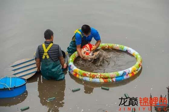 记录2016龙巅锦鲤大事记 鱼缸水质稳定剂 第33张