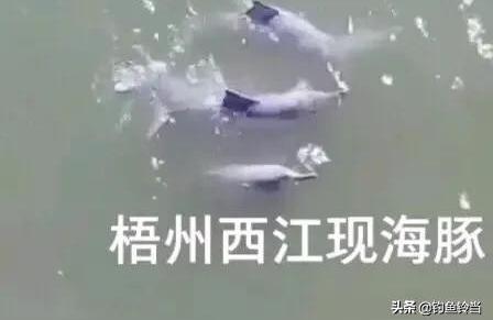 梧州水族馆 观赏鱼企业目录 第1张