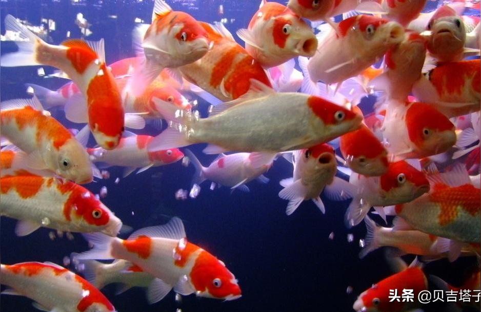 中卫观赏鱼:宁夏鱼的种类 观赏鱼企业目录 第1张