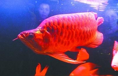 武汉龙鱼:红龙鱼为什么那么名贵