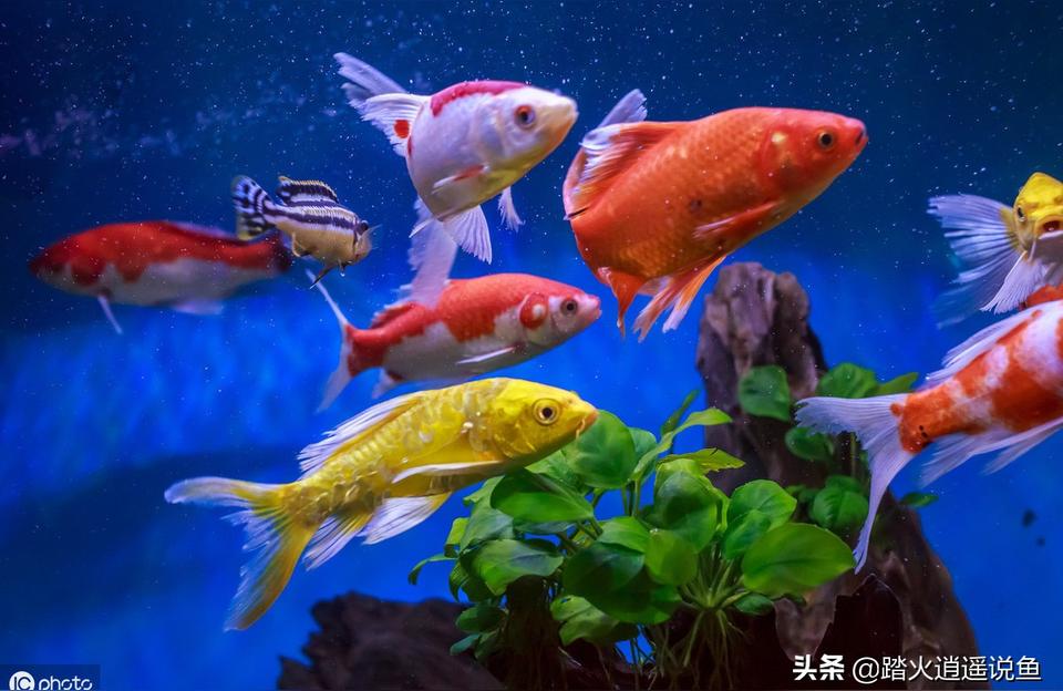 锦鲤灯:养锦鲤鱼需要常明灯吗 广州水族器材滤材批发市场