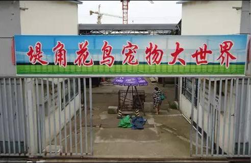 武汉花鸟鱼虫市场:武汉市区最大的花鸟市场在哪里