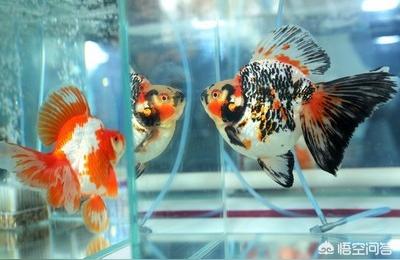 长沙鱼缸(长沙哪里的水族馆比较多)