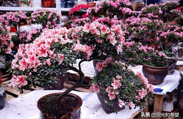 百艺城广场:芳村花鸟鱼虫新世界怎么坐地铁去 水族品牌