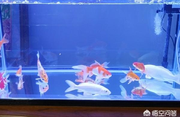 玛豆水族器材:生态缸入门设备清单 水族品牌