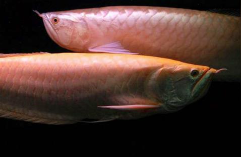 赤血红龙鱼图片:如何饲养红龙鱼
