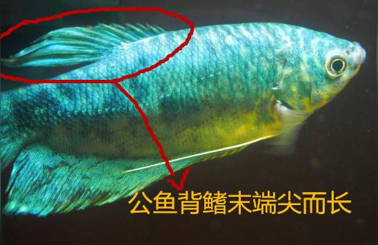 母龙鱼:曼龙鱼怎么区分公母和判断怀孕啊