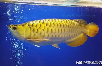 龙鱼鱼粮:龙鱼吃什么饲料小鱼 水族维护服务（上门）