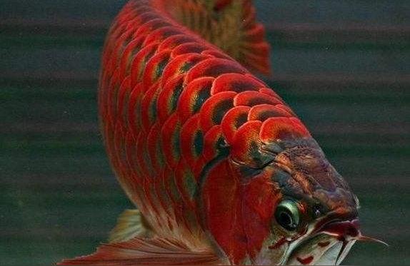 红龙鱼增色:龙鱼虾干喂之前还要泡吗 水族维护服务（上门）