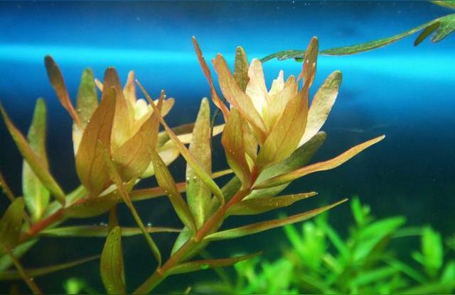 硝化细菌鱼缸用水族净水剂液体硝化菌活菌养鱼用品百因美消化细菌:加过盐的鱼缸可以放硝化菌么