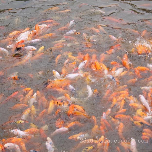 济宁观赏鱼批发市场