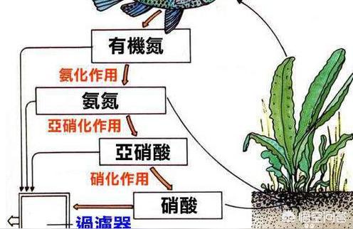 喜尊水族专用电子秤0.01g克称小秤小型数度克度称重克称 水族品牌