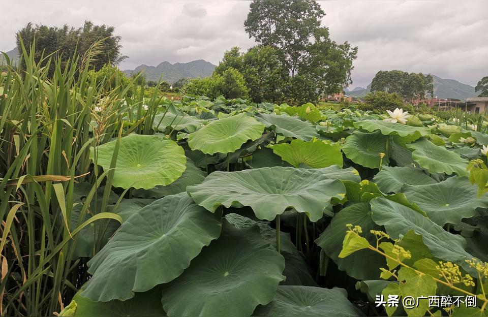 中山观赏鱼批发市场