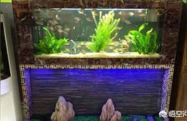 合肥哪有水族用品店:合肥清溪花鸟鱼虫市场怎么样